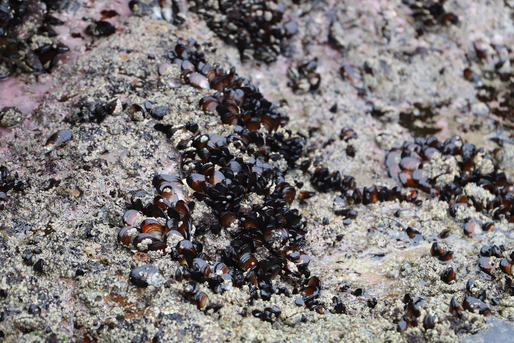 Brown Mussel from Salt Rock, Dolphin Coast, 4391, South Africa on April ...