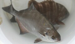 Stone-Bream photo 4
