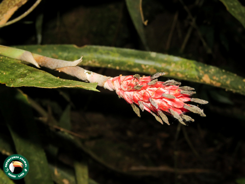 Aechmea bocainensis (Aechmea bocainensis)