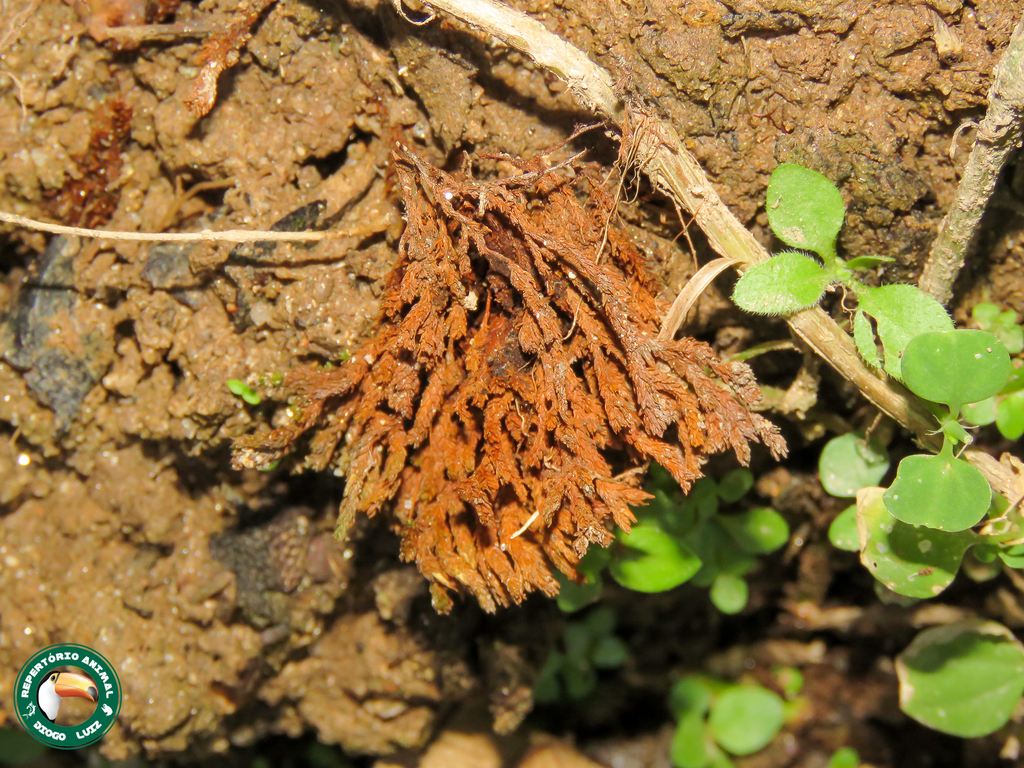 Thelephora palmata