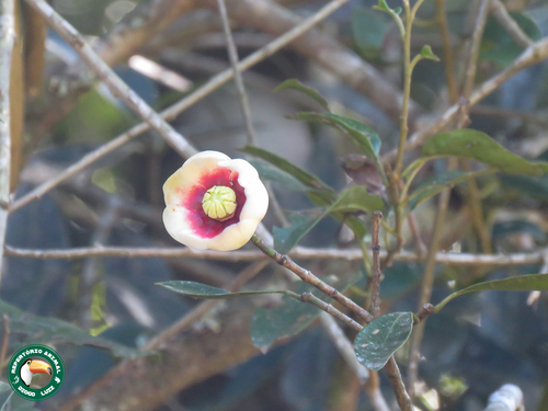 Clusia lanceolata (Clusia lanceolata)