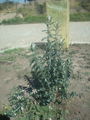 Buddleja coriacea