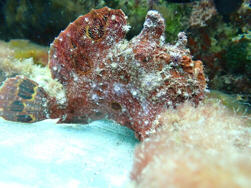 Leopard frogfish (Antennarius pardalis) — Antennariidae — 5