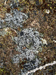 Catapyrenium cinereum