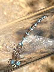 Rhionaeschna californica