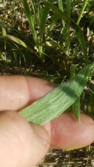 Plantago hookeriana