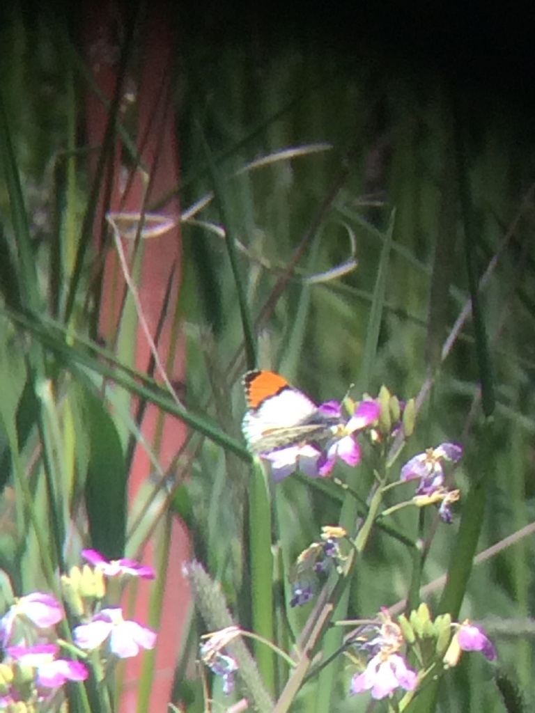 Julia Orangetip