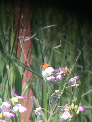 Julia Orangetip