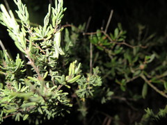 Hesperotettix viridis