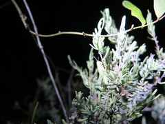 Hesperotettix viridis