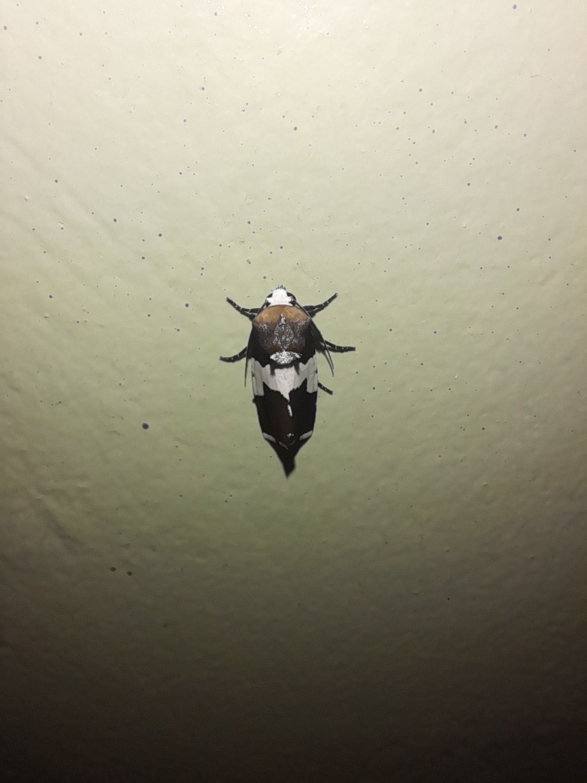 Bryolymnia marginata