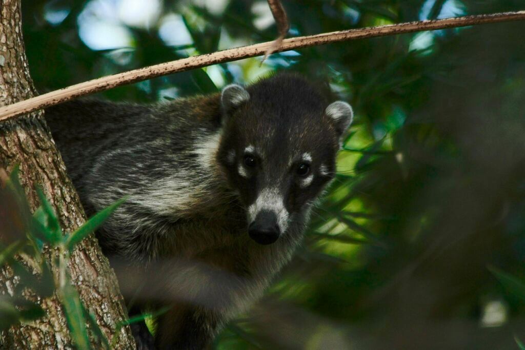 White-nosed Coati from Tikal, Guatemala on April 15, 2017 by Brendan ...