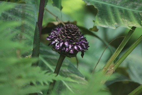 Goeppertia zebrina
