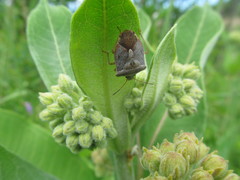 Euschistus servus euschistoides