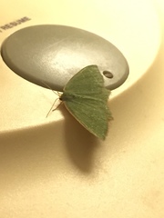 Thalera pistasciaria