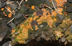 Anthracobia macrocystis