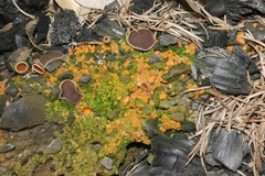 Anthracobia macrocystis