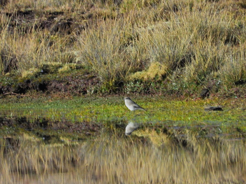 Taczanowski's Ground Tyrant (Muscisaxicola griseus), photo 2