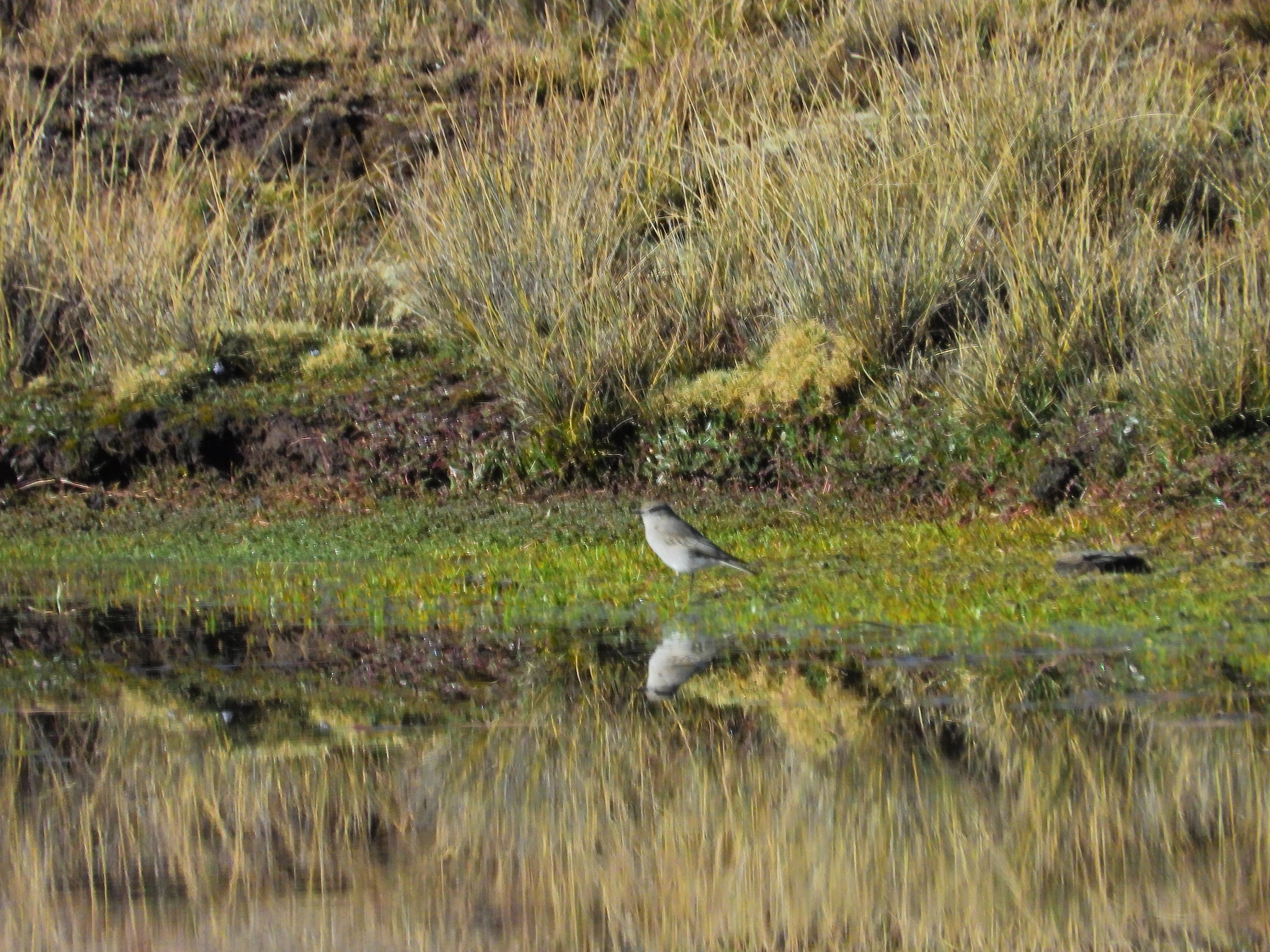 Taczanowski's Ground Tyrant (Muscisaxicola griseus), photo 2