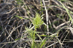 Bifora americana