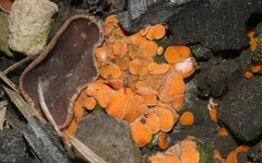 Anthracobia macrocystis