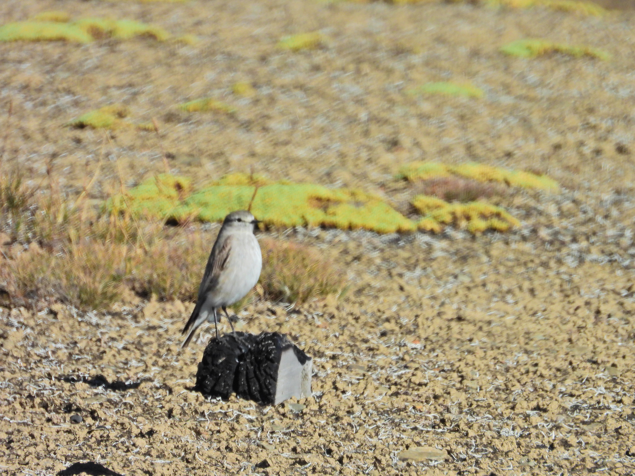 Puna Ground Tyrant (Muscisaxicola juninensis), photo 8