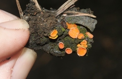 Anthracobia macrocystis