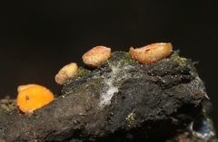 Anthracobia macrocystis