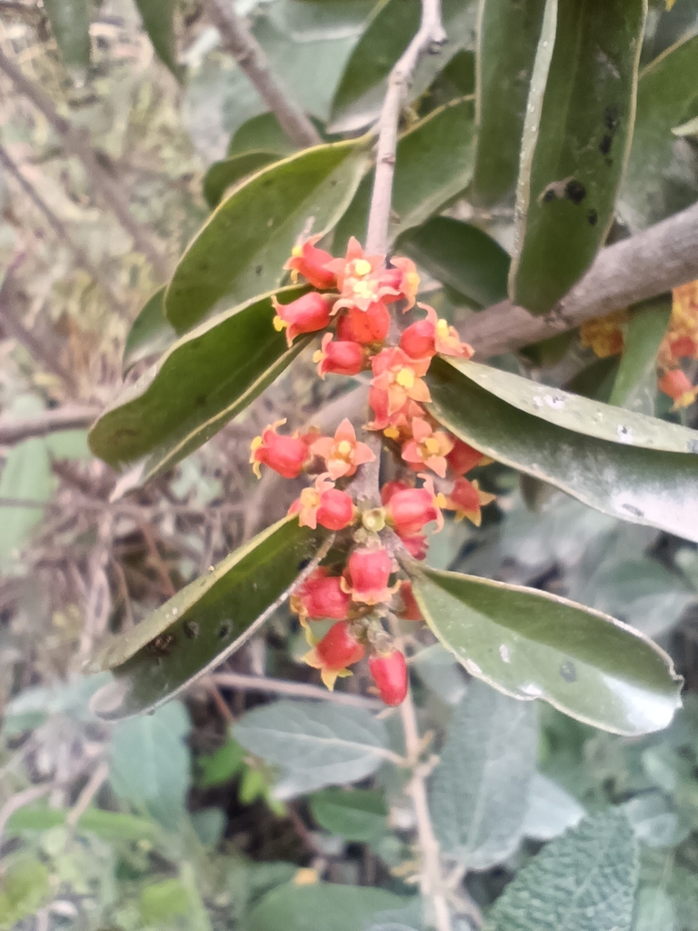 Schoepfia flexuosa