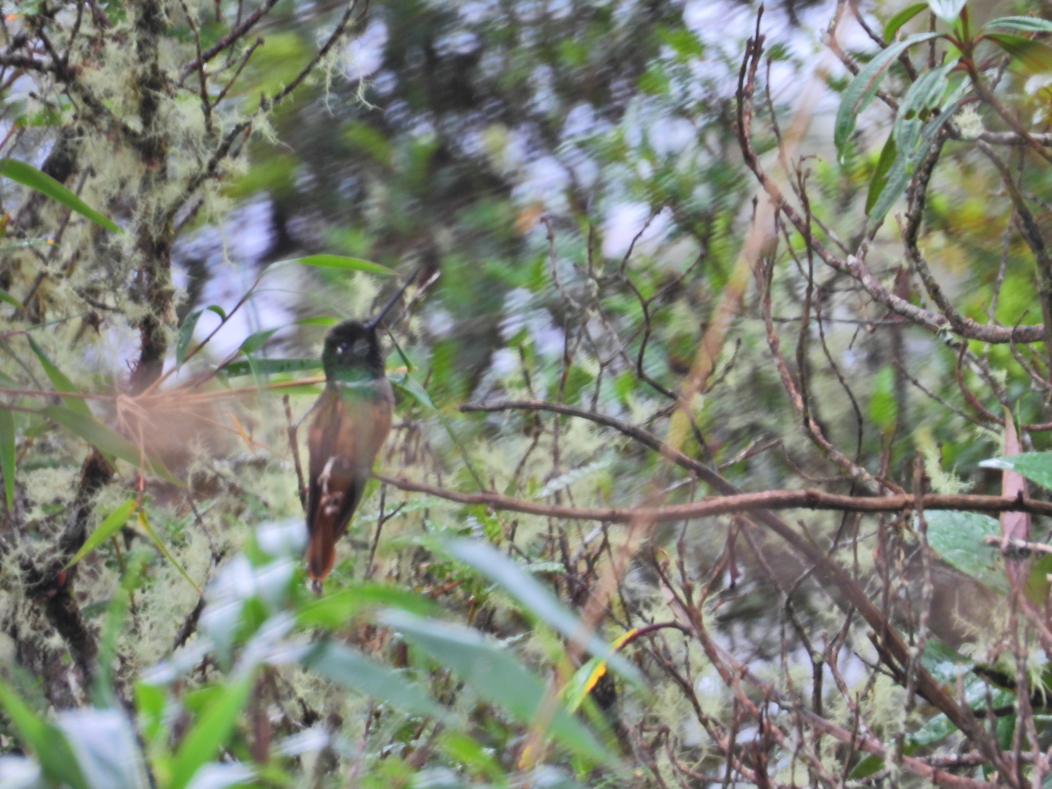 Violet-throated Starfrontlet (Coeligena violifer), photo 10