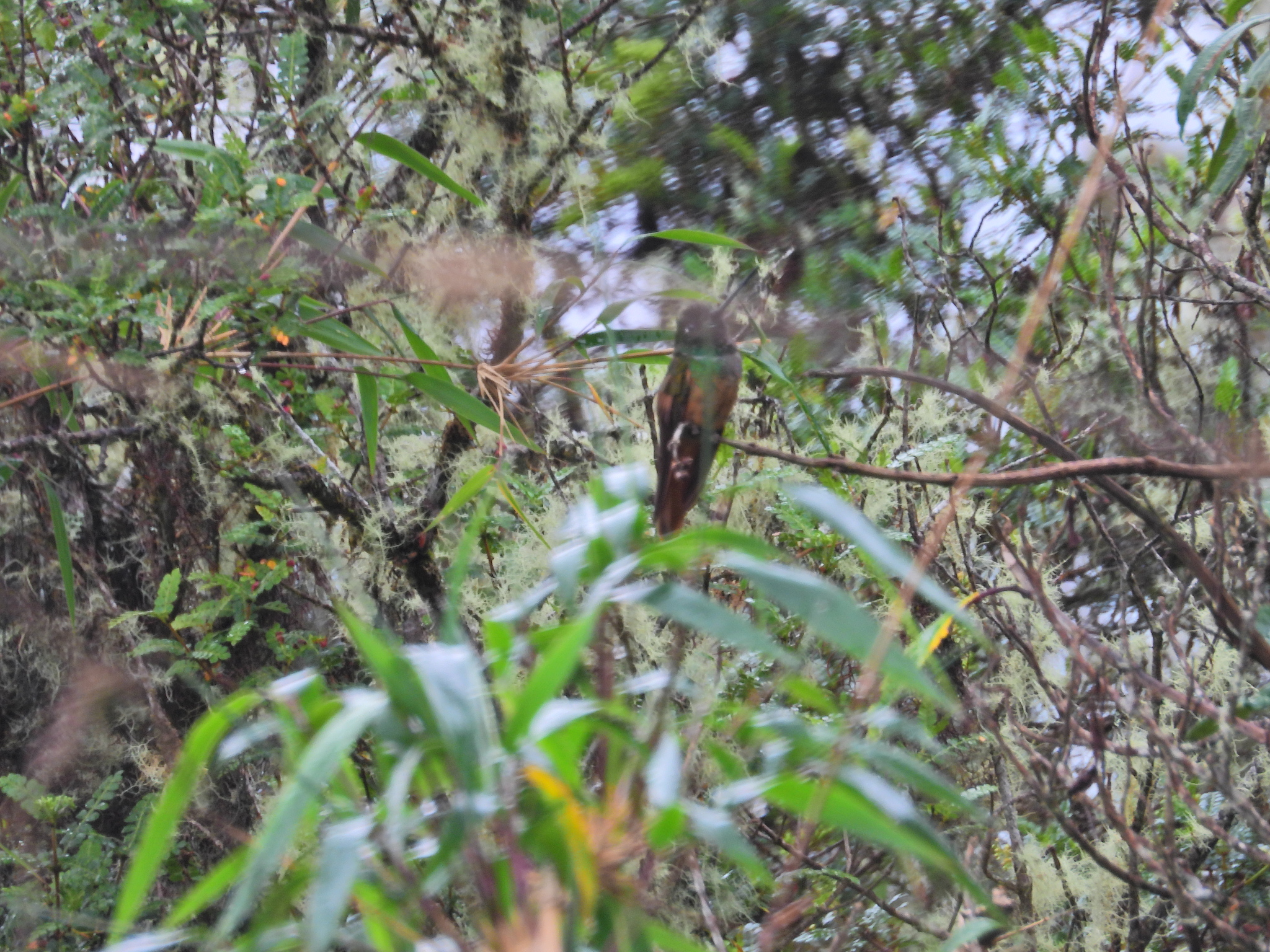 Violet-throated Starfrontlet (Coeligena violifer), photo 9