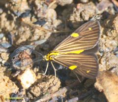 Phaeochlaena lampra