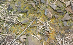 Anthracobia macrocystis