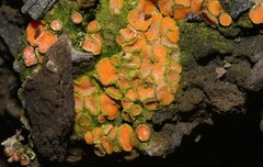 Anthracobia macrocystis