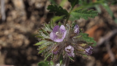 Phacelia cryptantha