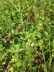 Ranunculus uncinatus
