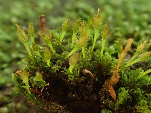 Image of Ulota crispa by (c) Christian Berg, some rights reserved (CC BY)