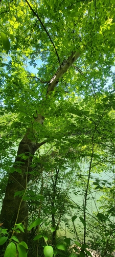 Kentucky yellowwood (Cladrastis kentukea)
