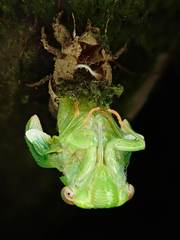 Chremistica ochracea