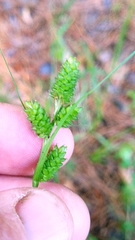 Carex complanata