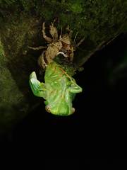 Chremistica ochracea