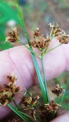 Rhynchospora recognita