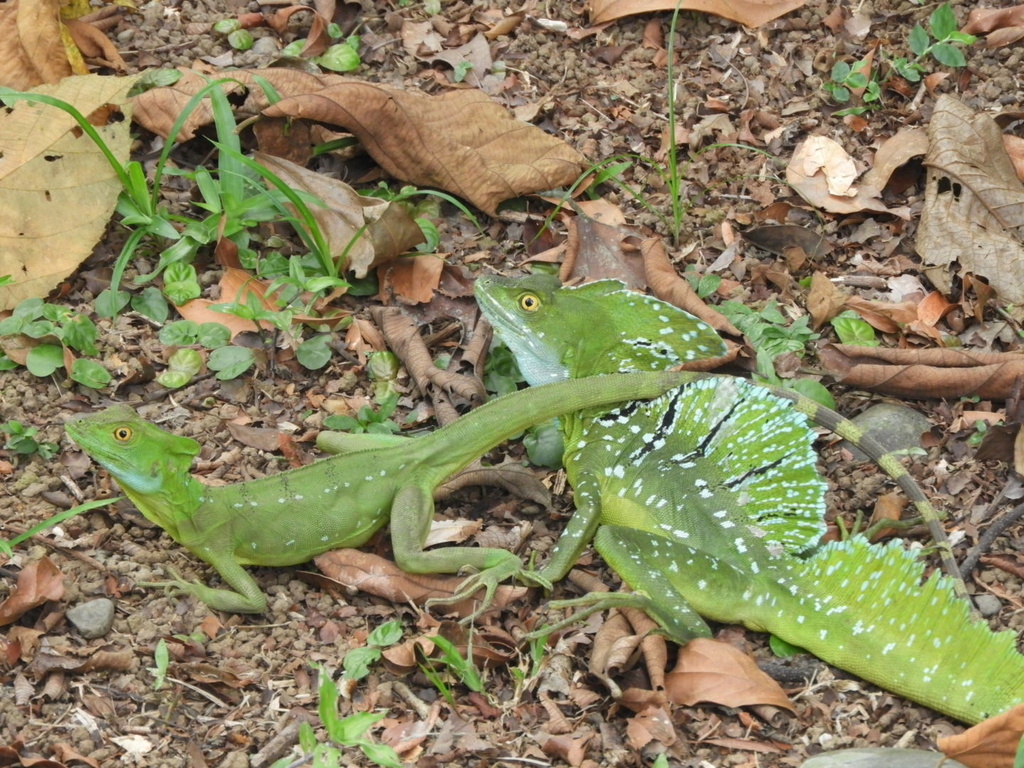 Basilic vert (Basiliscus plumifrons)