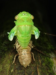 Chremistica ochracea