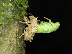 Chremistica ochracea