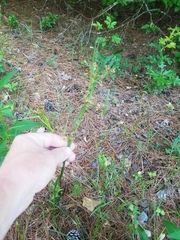 Rhynchospora recognita