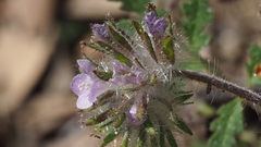 Phacelia cryptantha