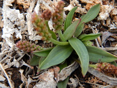 Plantago eriopoda