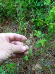 Juncus coriaceus