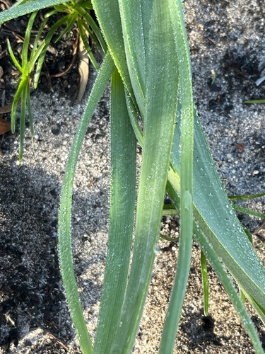 Trachyandra ciliata